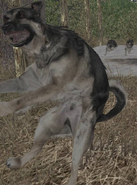 Jumpingdog.png (590 КБ) Собаки атакуют