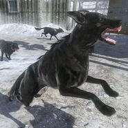 Attack Dogs BO