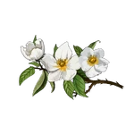 CherokeeRose Decal MWIII