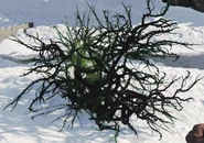 Effect of Toxic Growth.