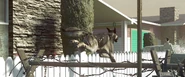 A Dog exiting the map Nuketown.png (137 KB) A Dog exiting the map Nuketown