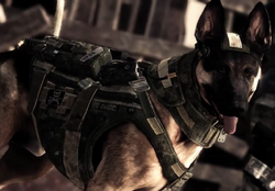 Call of Duty: Ghosts dog Riley takes commands through headset - Polygon