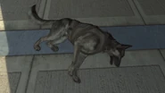 Dog6 BOII.png (681 КБ) Погибшая собака