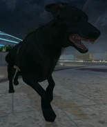 Dog12 BOII.png (336 КБ) Вражеская собака