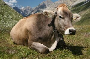 Cattle.jpg