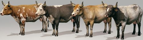 Cow.jpg