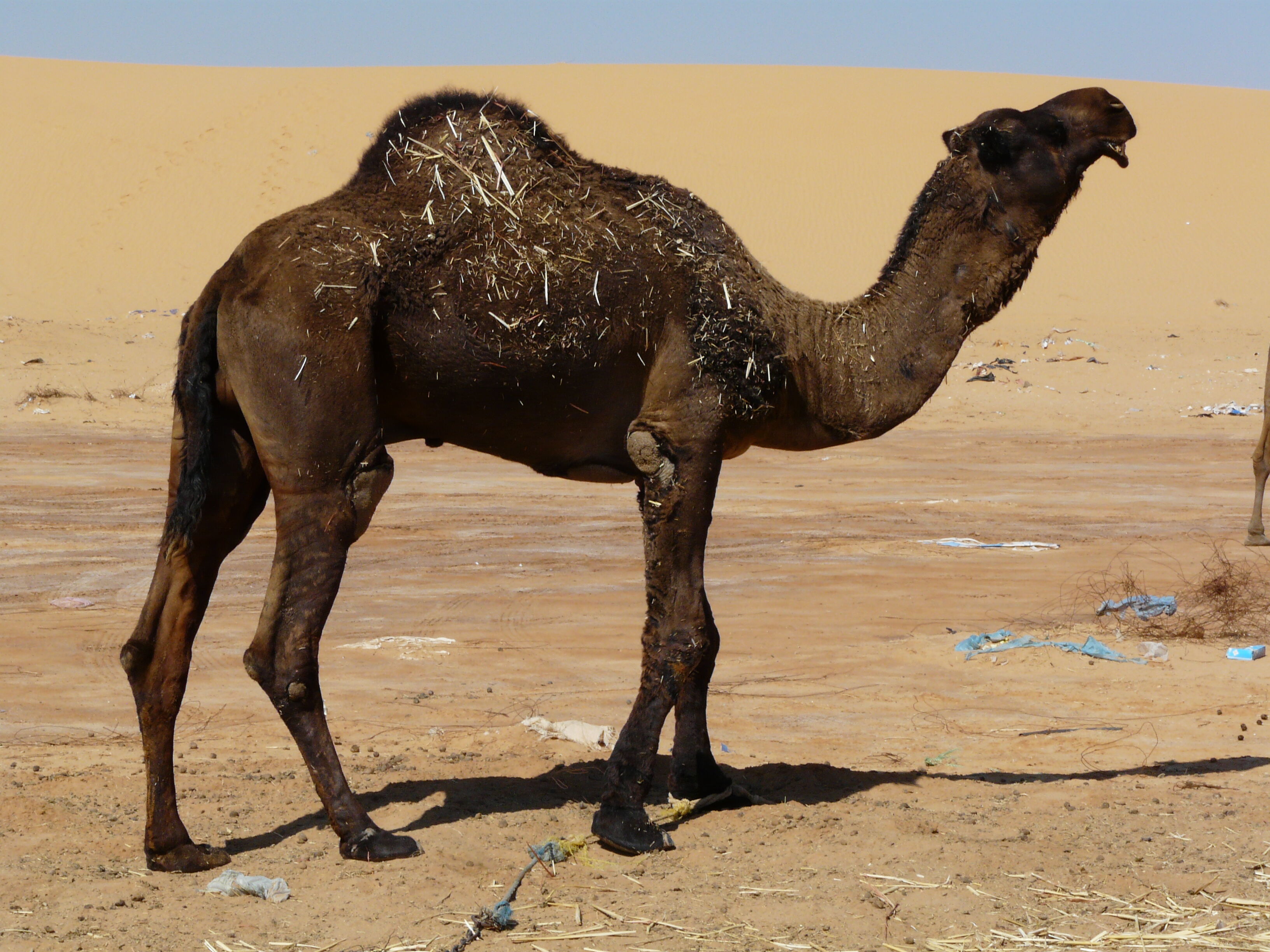 Body condition score in camel | Camelpedia Wiki | Fandom