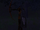 Fool's Bow