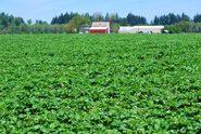 The strawberry fields Sage grew up on.