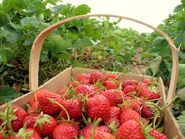 Strawberries you can pick