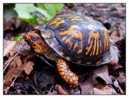 Eastern Box Turtle by littleredelf