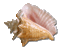 Seashell.gif
