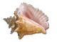 Seashell