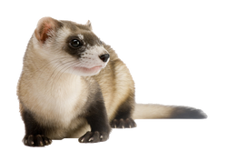 Ferret