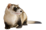 Ferret