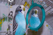 Elfoo's budgie.jpg