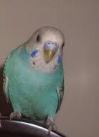 Harle's budgie.jpeg