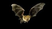 Bat.jpg