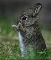 Matthew's bunny.jpg