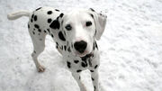 20101216 dalmatian