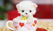 Cute-puppy-l1.jpg
