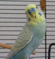 Fizzie's budgie.jpg
