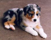 Cute puppy.jpg