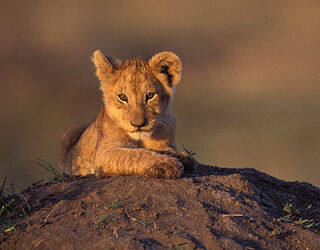 8lion-cub-mara.jpg