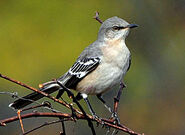 Ishtar's mocking bird, Loud