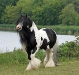 Gypsy-vanner-horses--britst-250x238