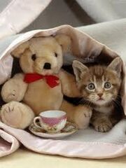 Fizzie's Kitten.jpg