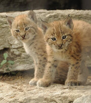 Two lynxes (pets)