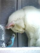 Cat and Bird