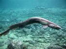 Frilled Shark