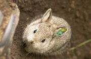 Bunny7.jpg