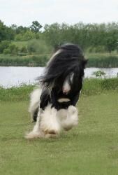 Gypsy-vanner-horses-brister-169x250.jpg