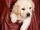 9600545-six-weeks-old-golden-retriever-puppy-in-a-coat-pocket.jpg