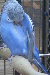 Starke's budgie.jpg
