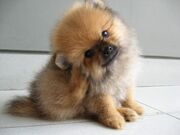 PUPPY!.jpg