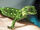 Pets/Lilian's Pet Gecko, Fred