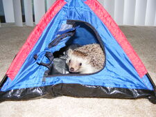 Pet hedgehog in a tent