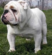BulldogChampsBossWhiteEnglish2.jpg