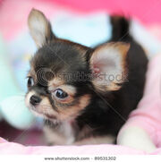 Stock-photo-cute-black-chihuahua-89531302-2