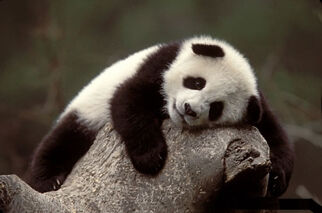 Louisthepanda.jpg