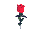 Rose2 04251.gif