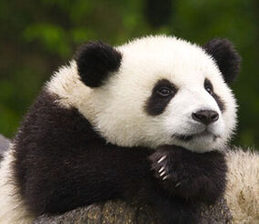 Tonythepanda.jpg