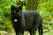 Black Cat With Purple Eyes by OnlyAngel55