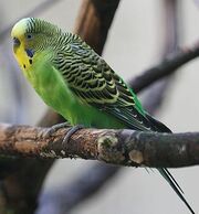 GS' budgie.jpg