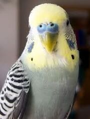 King's budgie.jpeg