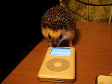 Hedgehog2 zpsde046c3c